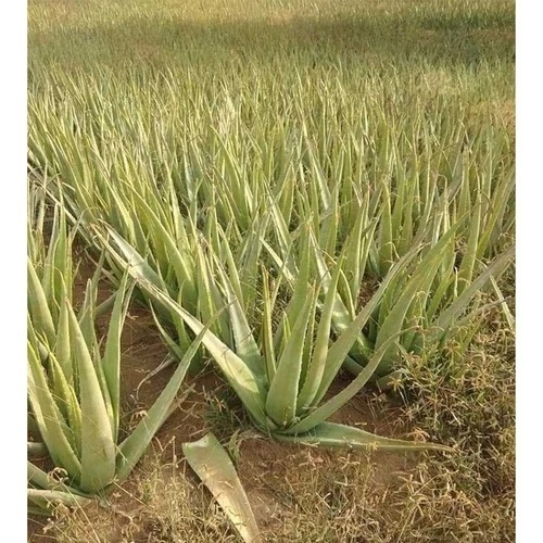 Raw Aloe Vera Leaves