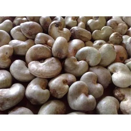 Raw Cashew Nut Shell