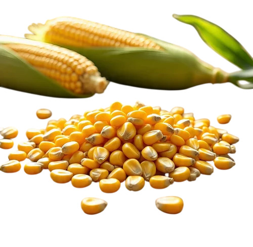 Yellow Maize