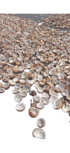Coconut Copra