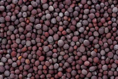 Black Mustard Seeds
