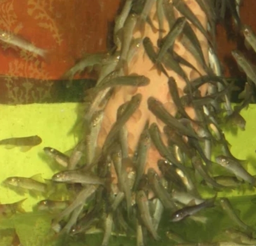 2 Inch Garra Rufa Fish