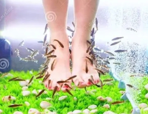 2 Inch Garra Rufa Fish Doctor Spa Fish