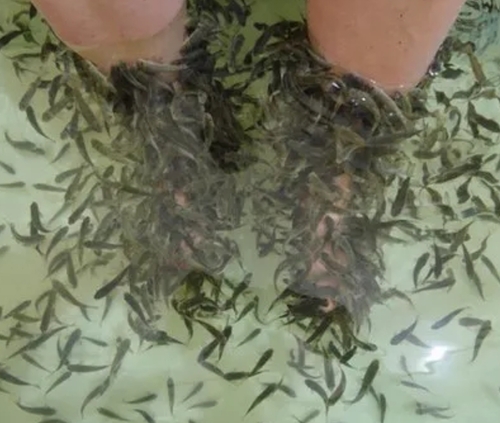 2 Inch Pedifish Garra Fishes