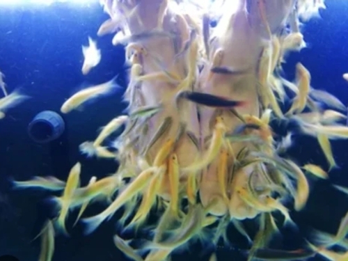 Albino Garra Fishes