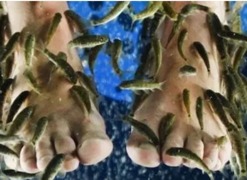 Garra Fishes