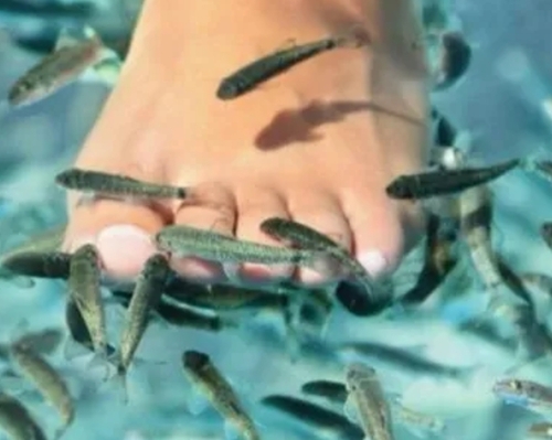 Fish