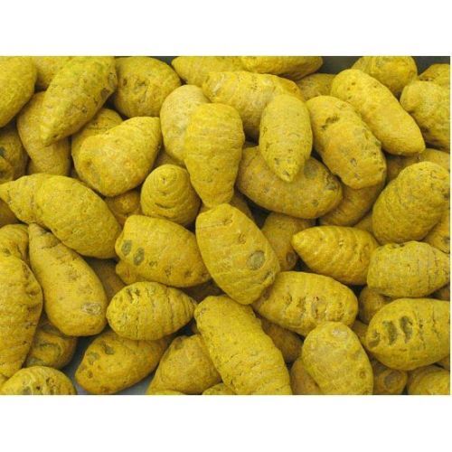 Turmeric Bulb