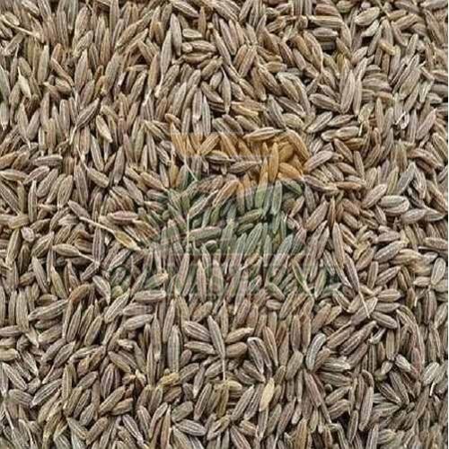 Singapore Cumin Seed