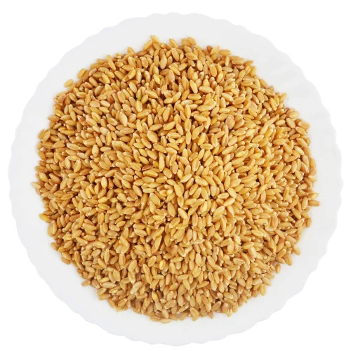 Golden Lokwan Wheat Grain