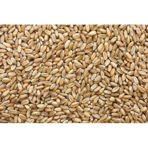 Golden Sharbati Wheat Grain