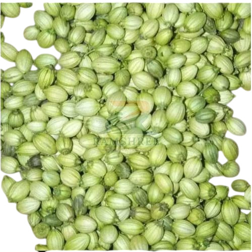 Green Coriander Seed
