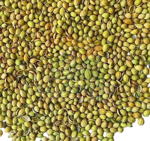Green Scooter Coriander Seed