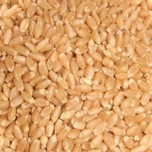 Sharbati Wheat Grain