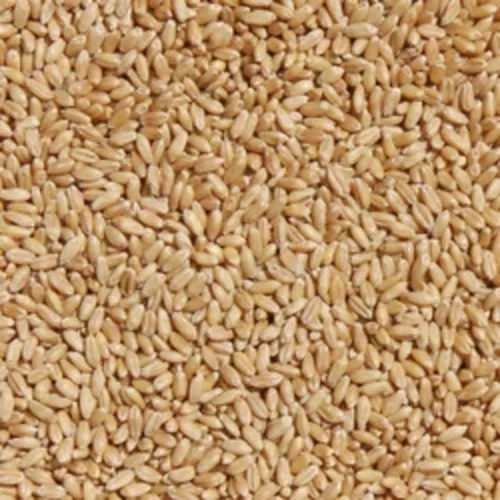Wheat Grain