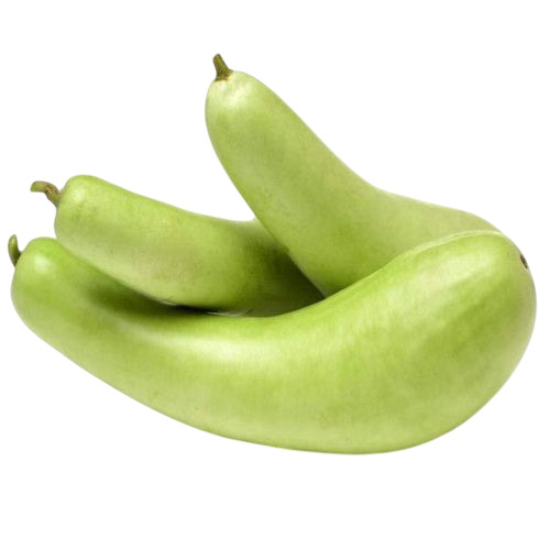 Fresh Bottle Gourd