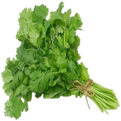 Fresh Coriander Leaves