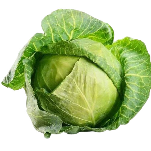 Fresh Green Cabbage