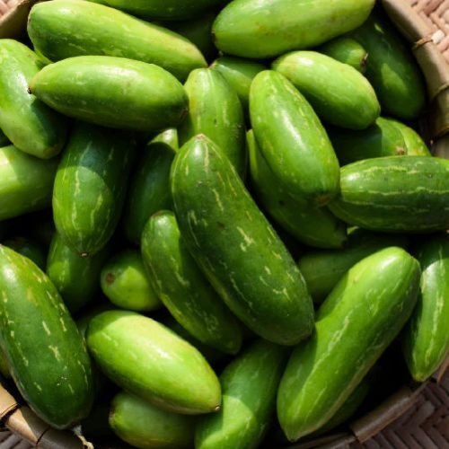 Fresh Ivy Gourd