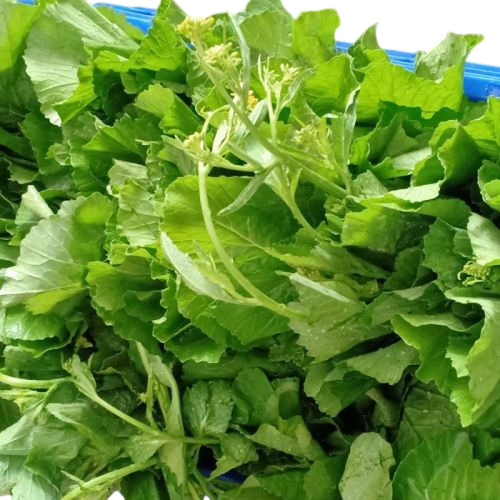 Fresh Mustard Leaves
