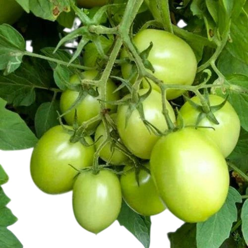 Fresh Raw Tomato