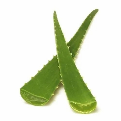 Herbal Aloe Vera Leaves