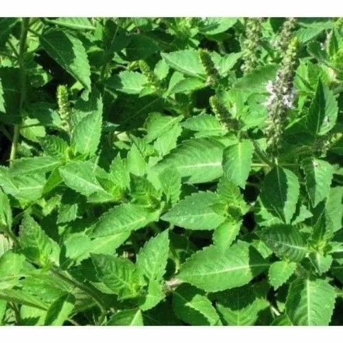 Natural Ram Tulsi Leaves