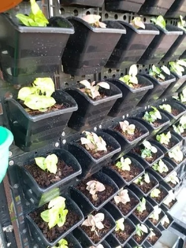 Black Vertical Garden
