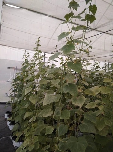 Hydroponics Soil Less Farming