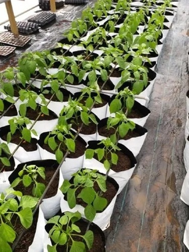 Plant Grow Bags