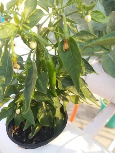 hydroponic system