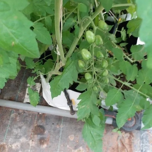 Organic Farming