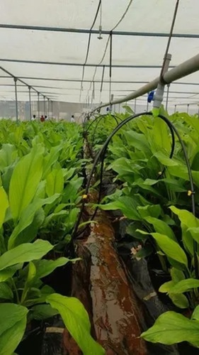 Turmeric Farming Services