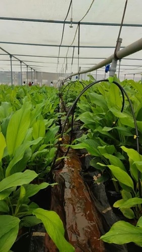 Turmeric Vertical Farming In Poly House