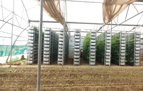 Vertical Turmeric Farming