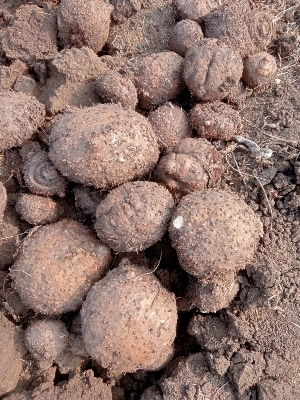 Elephant Yam - Cultivation Type: Farmer