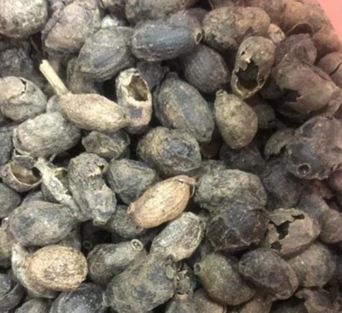 Dry Jamun Seeds Guthli