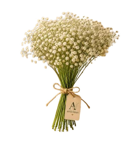 Baby Breadth Gypso Flower