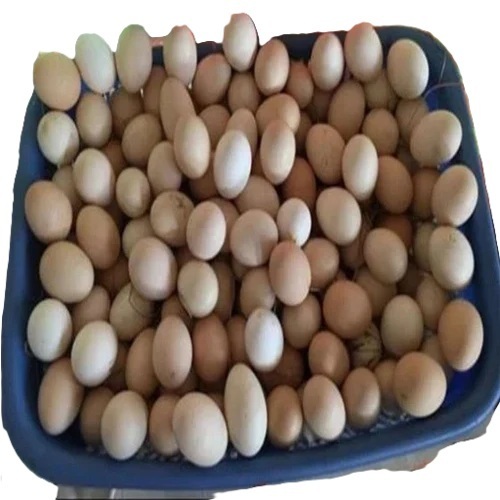 Brown Poultry Eggs