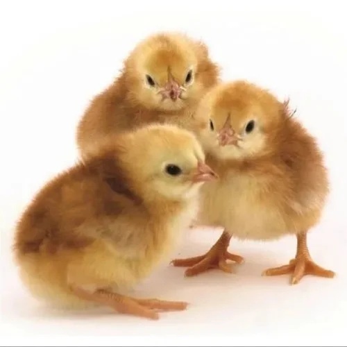 Bv 380 Layer Chicks