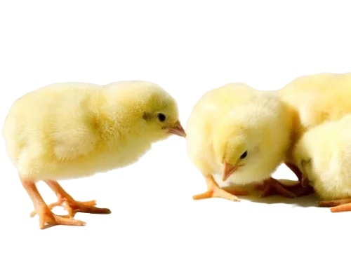 Cobb Broiler Chicks
