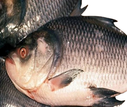 Frozen Catla Fish