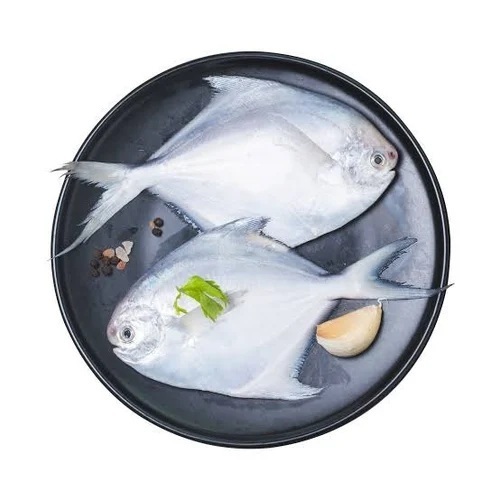 Frozen Silver Pomfret Fish