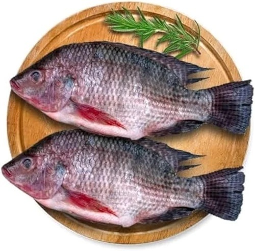 Frozen Tilapia Fish By Kalinga Farm