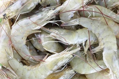 Frozen Prawns