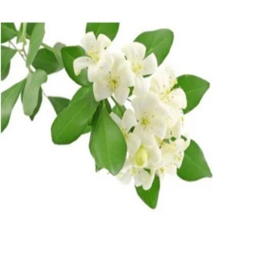 Jasmine Fragrance Oil