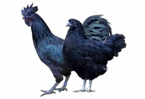 Kadaknath Chicken