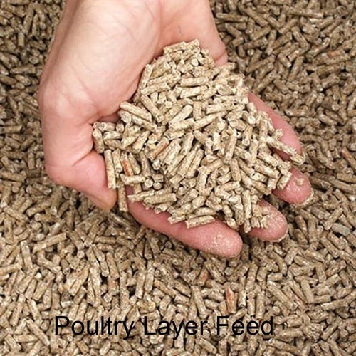 Poultry Layer Feed