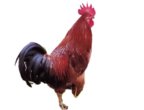 Sonali Desi Chicken