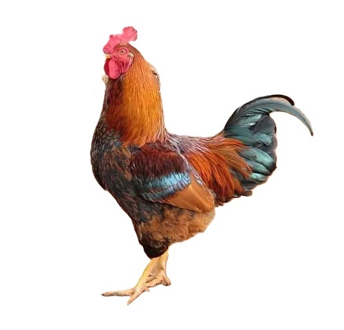 Sonali Desi Chicks